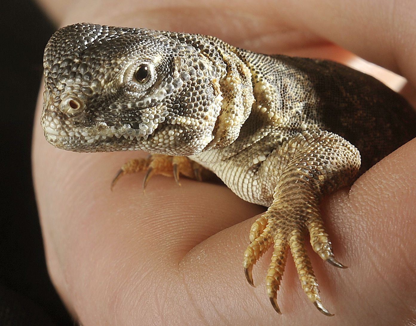 Mali Uromasphyx Lizard